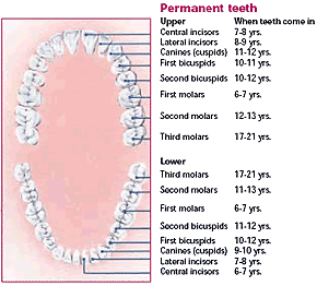 permanent_teeth